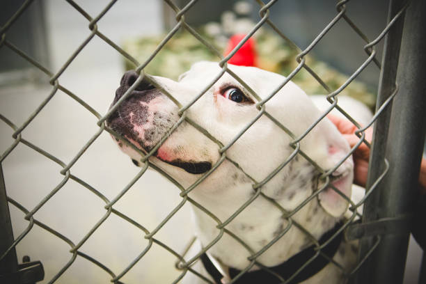 bouledogue derrière dans le refuge pour animaux à mailles losangées - american bulldog photos et images de collection