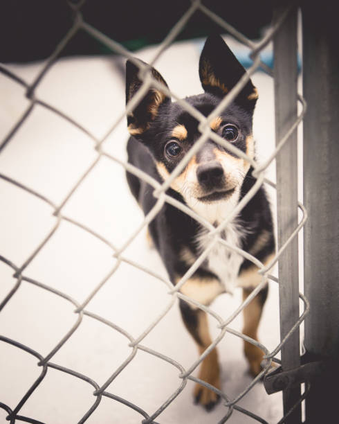 istock Cute Chihuahua Dog In Dog Pound 647441730
