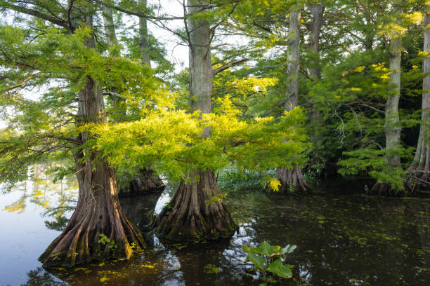 Bald Cypress at Reelfoot Lake Sun lit leaves of Bald Cypress (Taxodium distichum) at Reelfoot Lake reelfoot lake stock pictures, royalty-free photos & images