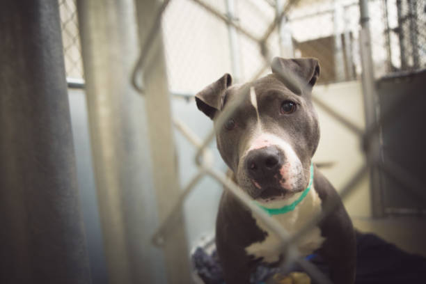 istock Sad Shelter Dog Waiting For Adoption 647442002