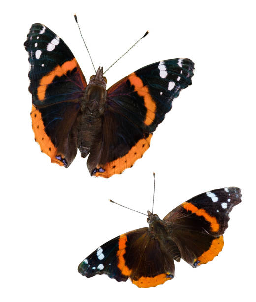 Red Admiral Butterflies Two Red Admiral butterflies (Vanessa atalanta) isolated on a white background with a clipping path vanessa atalanta stock pictures, royalty-free photos & images
