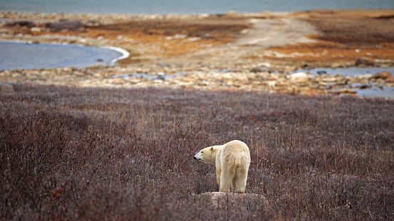 A polar bear on the shore of the Hudson Bay