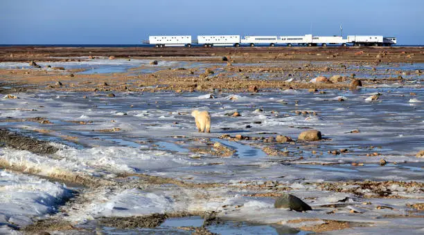 Photo of Polar bear