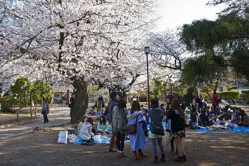 Matsumoto, Japan - April 13, 2013: Japanese people gather during the day to celebrate 'hanami', the Cherry blossom celebration, near Matsumoto Castle.