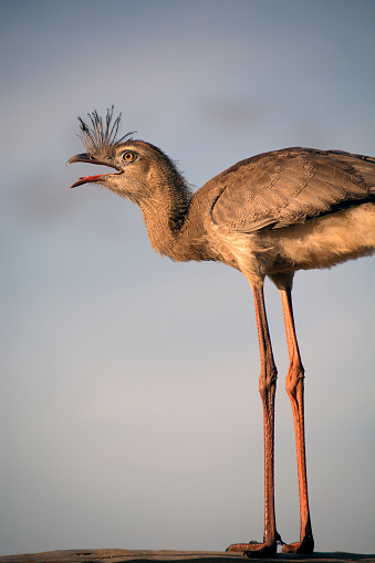 A seriema - Cariama cristata - vocalizes to another bird, probably another seriema, on a dirt road to the Eco Park Porto da Ilha, in the city of Bonito, in the Brazilian state of Mato Grosso do Sul.