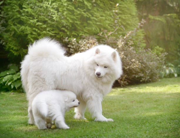 istock Samoyed dog and puppies 647448746