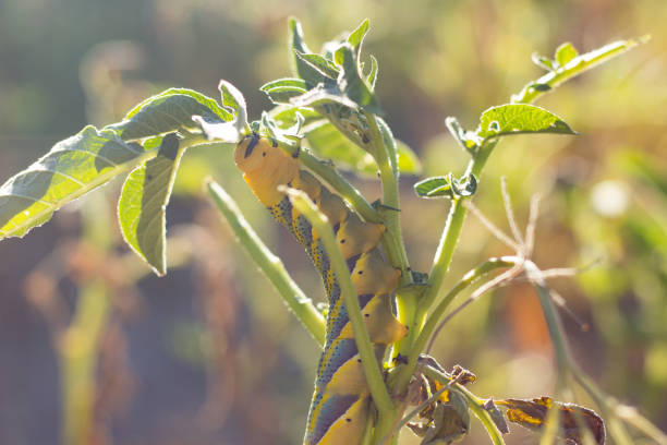 istock Acherontia Atropos Caterpillar 647449108