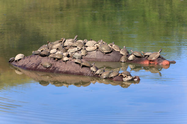 Hippopotami on those tortoises a solar bath take