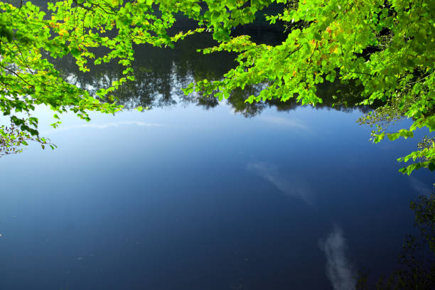 Leaves on a blue lake background. Green leaves reflecting in the water.