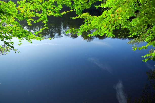 зеленые листья, отражающиеся в воде - sunnyside стоковые фото и изображения