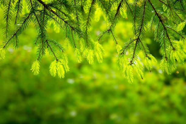 istock Branch of fir isolated 647452402