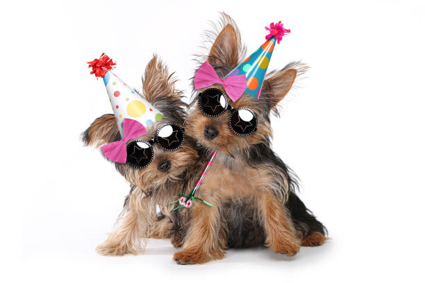 Birthday Theme Yorkshire Terrier Puppies on White Happy Birthday Theme Yorkshire Terrier Puppies on White Singing yorkshire terrier stock pictures, royalty-free photos & images