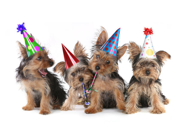 Birthday Theme Yorkshire Terrier Puppies on White stock photo