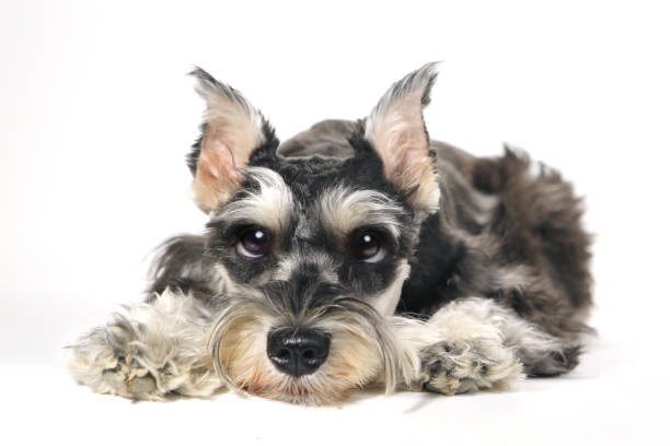 Cute Miniature Schnauzer Puppy Dog on White Background stock photo