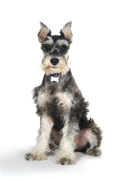 istock Cute Miniature Schnauzer Puppy Dog on White Background 647452628