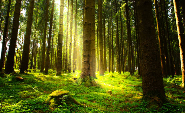 Sunlight in the green forest Beautiful nature at morning in the misty summer  forest with sun rays. sunrise point stock pictures, royalty-free photos & images
