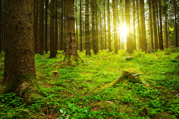 Sunlight in the green forest Beautiful nature at morning in the misty summer  forest with sun rays. sunrise point stock pictures, royalty-free photos & images