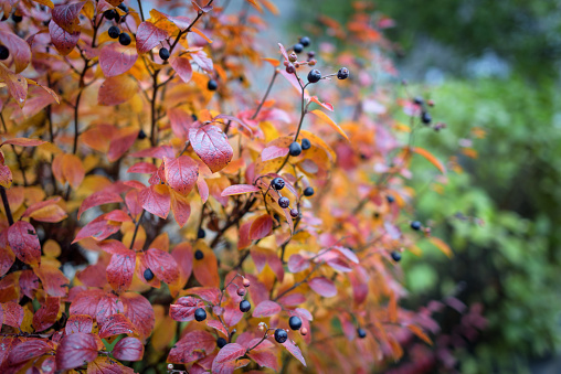 Red autumn leaves with black rowan berries