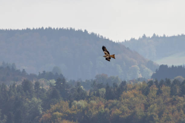istock Flying buteo over in the black forest 647459898