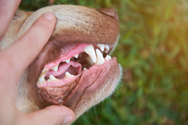 closeup of checking dog teeth - terrier jack russell imagens e fotografias de stock