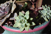 eingemachte-sukkulenten.jpg?b=1&s=170x170&k=20&c=OxiXB-a_7I40dObe0ABaHDsP_ThA7c1yjWWNyhsakGI=