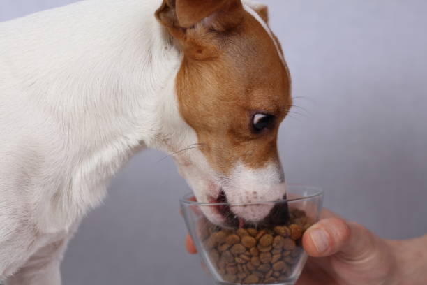 istock Jack Russell terrier eating food for dogs 647463088