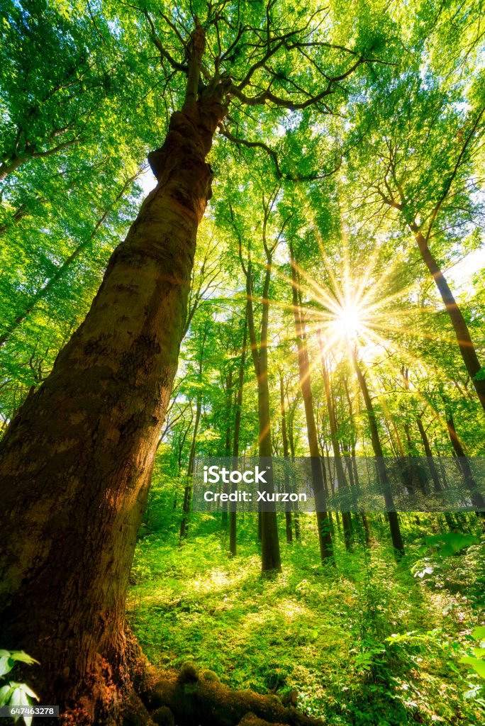 Forest in spring Big tree in the forest Tree Stock Photo