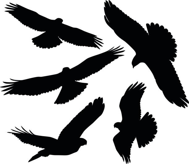 fliegende greifvögel-silhouetten - falke stock-grafiken, -clipart, -cartoons und -symbole