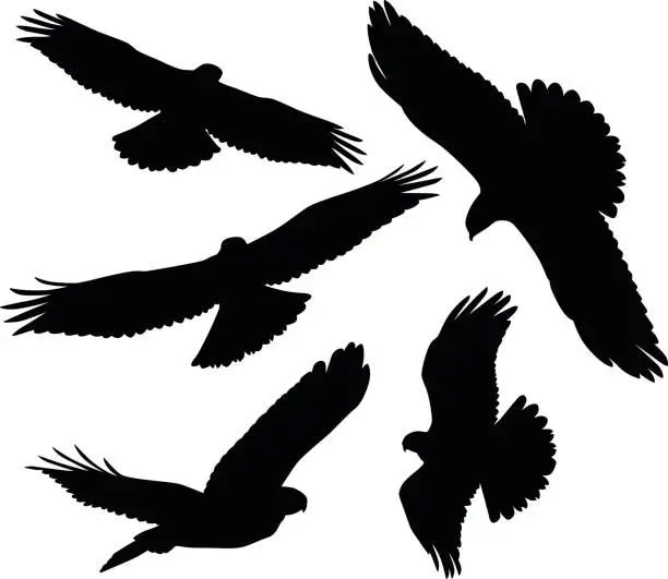 Vector illustration of Flying Birds of Prey Silhouettes