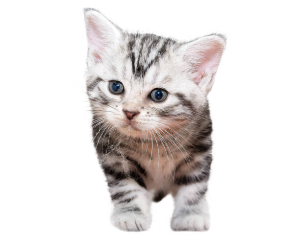 istock Cute American shorthair kitten with with cobweb 647477832
