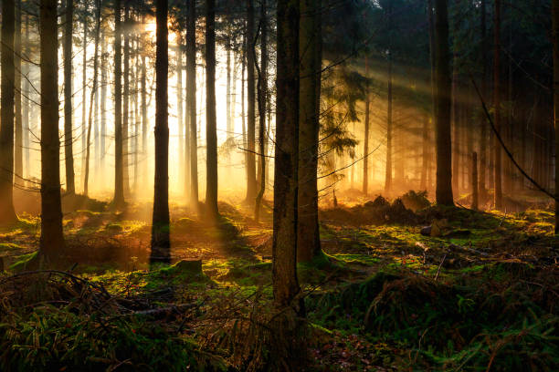 istock Sunrise in a forest near Friedeburg 647480414