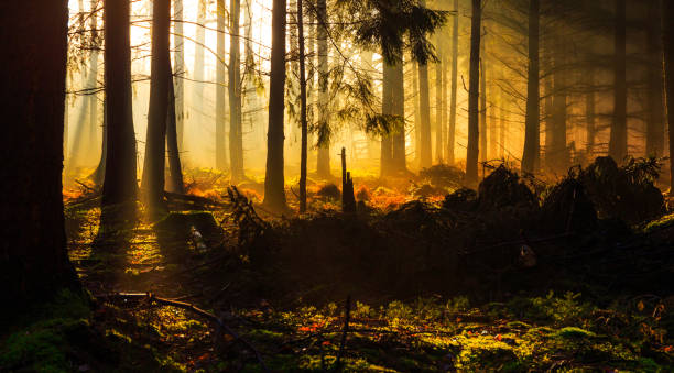 istock Sunrise in a forest near Friedeburg 647480552