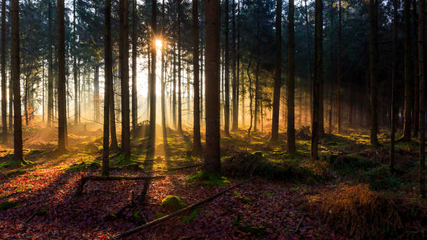 istock Sunrise in a forest near Friedeburg 647480612