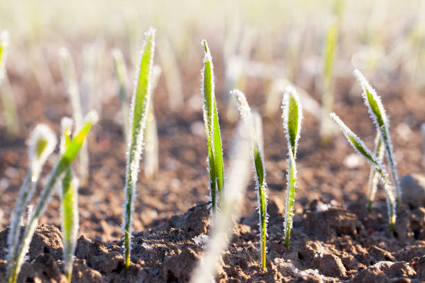 istock green wheat in frost, close-up 647483216