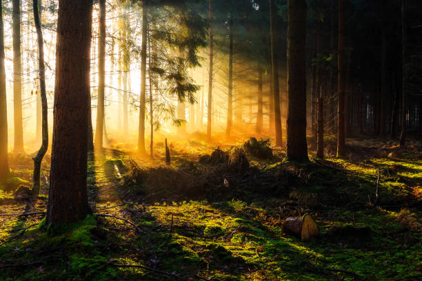 istock Sunrise in a forest near Friedeburg 647483388