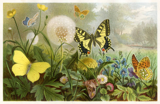 ilustrações, clipart, desenhos animados e ícones de borboletas chromolithograph 1884 - chromolithograph