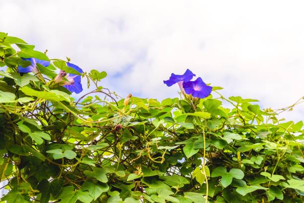 istock Morning glory blue sky upward view 647490160