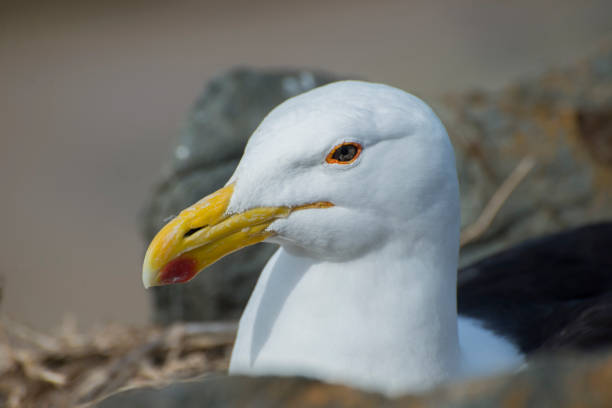 istock Portrait of a Seagull Nesting 647491062