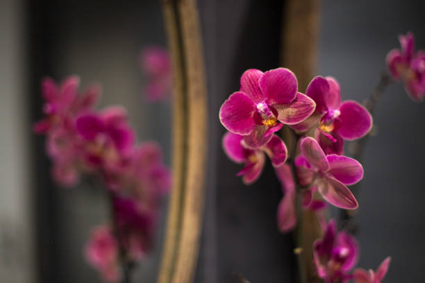 Purple / pink orchid in front of mirror in restroom / toilet as beautiful decoration