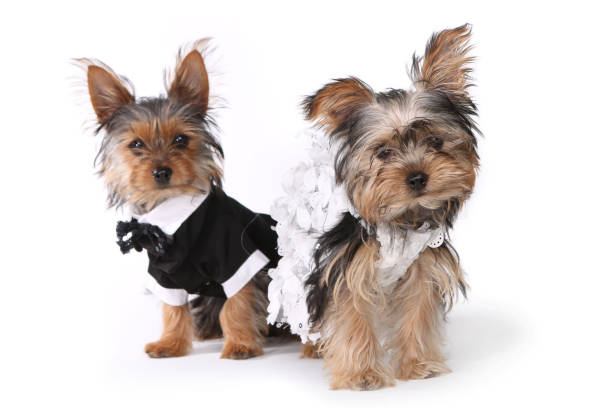 Bride and Groom Yorkshire Terrier Puppies on White stock photo