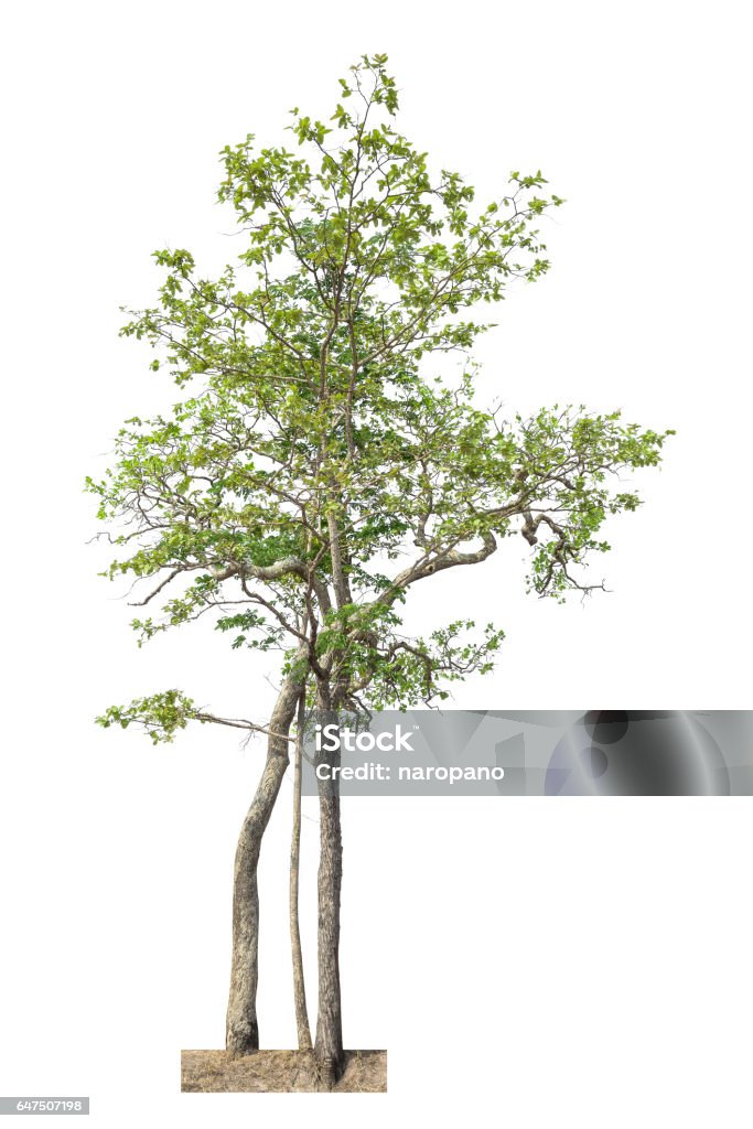 Tree Isolated Tree On White Background Tree Object Element For Design ...