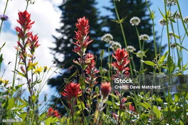 Alpine Wildflowers Stock Photo - Download Image Now - Agricultural Field, British Columbia, Canada
