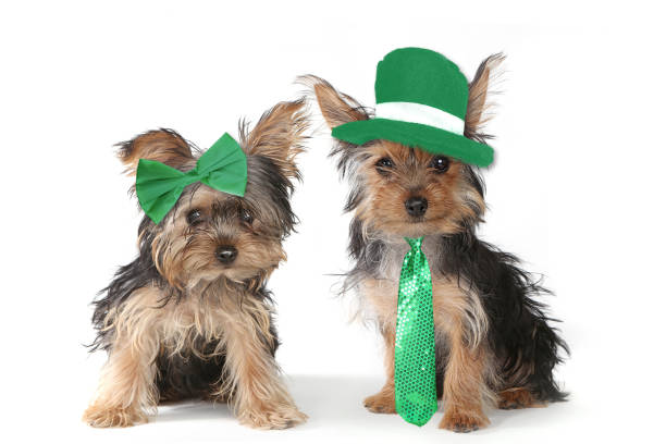 Yorkshire Terrier Puppies Celebrating Saint Patricks Day stock photo