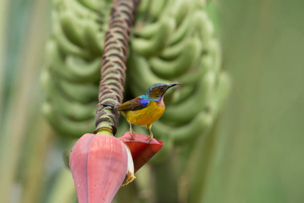 This flower has a good taste.Beautiful bird perching on coconut flower.Brown-throated Sunbird ( Anthreptes malacensis ) ,male mature and colourful feather enjoying sweet in summer time