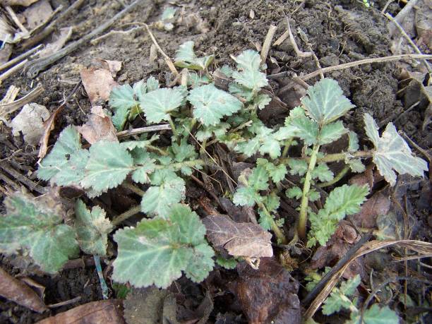 istock Green Leaves of Wildflower 647523572