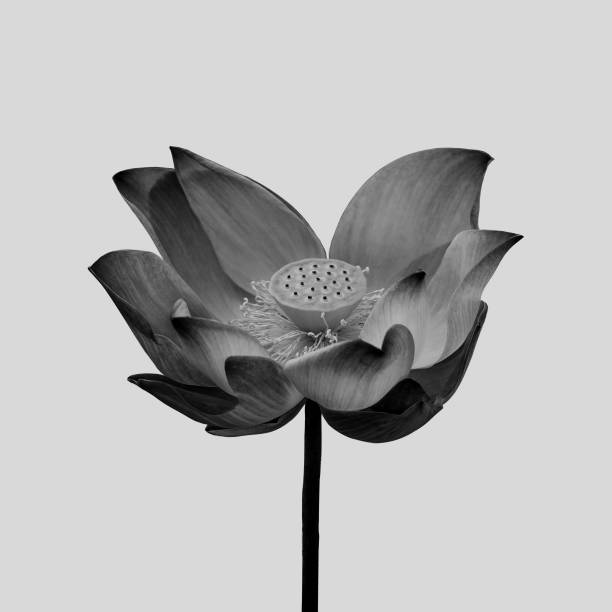 istock Black lotus isolated on gray background 647523880