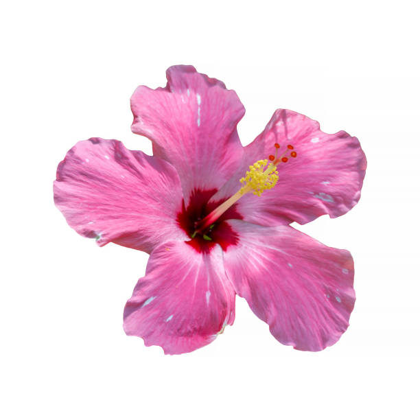 istock Hibiscus isolated on white background, Clipping path 647524040