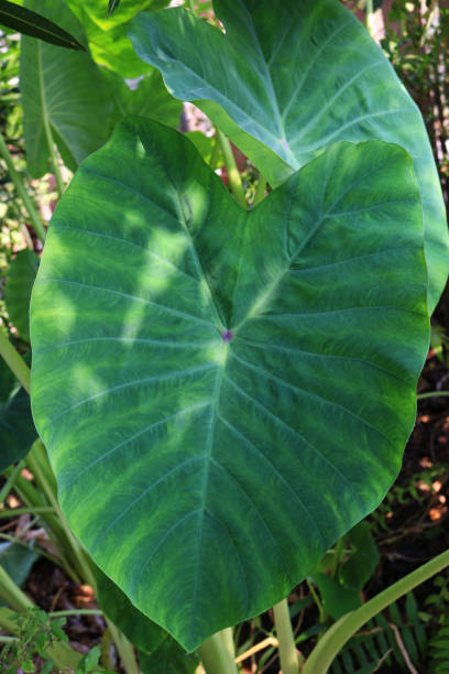 istock Colocasia esculenta var 647533116