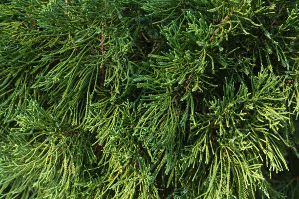 pine,green