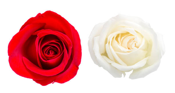 istock Top view for red and white rose isolated on white 647534248